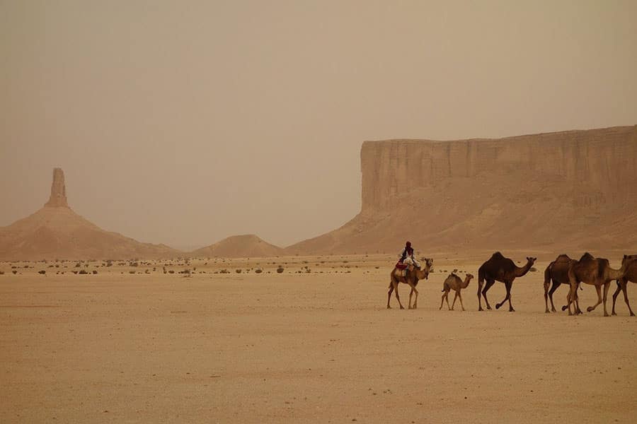 camel train saudi rabia