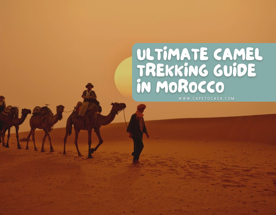 Camel trekking in morocco