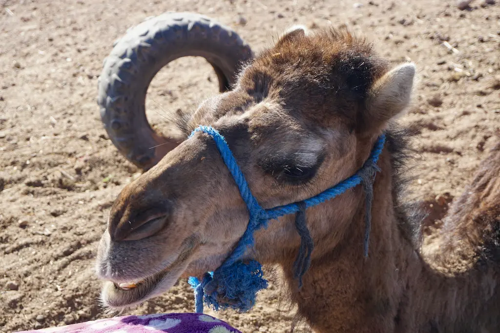 a camel in Marrakech morocco